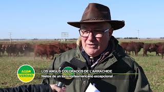 Angus Colorados del Centro cualidades de los animales que se subastarán el 16 de agosto [upl. by Amadus164]