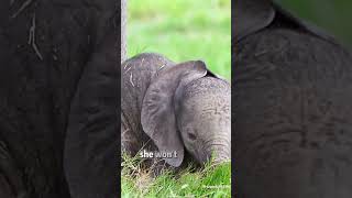 Benti the baby elephant 🐘 elephant protectwildlife animalrights babyelephants [upl. by Rutledge]