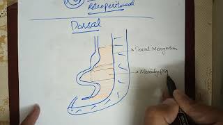 Digestive System Embryology lec2 Development of Mesenteries Falciform Ligament and Omentums [upl. by Ange489]