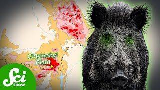 Chernobyls Radioactive Wild Boar Paradox [upl. by Wilone]