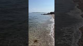 Robert Vasiluth of SaveEnvironmentalorg collecting eelgrass seeds Long Island NY Orient Point [upl. by Kemme]