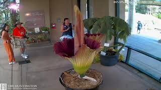 2019 Corpse Flower Time Lapse The Huntington [upl. by Hedwiga574]