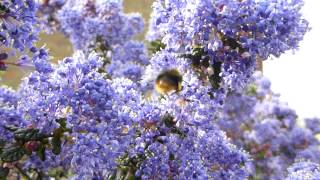 Ceanothus  California Lilac and Red bottom Bumblebee  Hunangsfluga  Skordýr  Skrautrunni [upl. by Baalbeer]