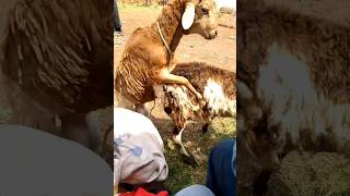 Sheeps mating 2024 in a market place [upl. by Val]