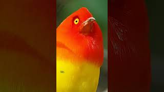 bowerbirdsi burung pembuat gazebo youtubeshorts facts burungunik [upl. by Dyann]