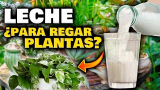 ¿ESTO ES REAL Abono CASERO de LECHE para tus PLANTAS  Fertilizantes Caseros y Fungicida casero [upl. by Amles458]