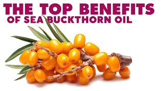 The Top 6 Benefits of Sea Buckthorn Oil Hippophae Rhamnoides [upl. by Mezoff]