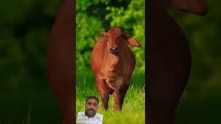 The cow cow jai gau mata ki🐄 [upl. by Nahem]