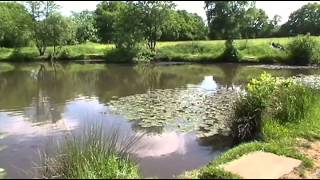 CROOKED WILLOWS FARM LAKE HOLT HEATH DORSET [upl. by Phionna832]