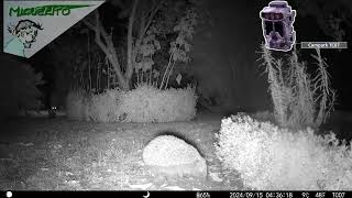 Wo Steinmarder und Igel 🦔 sich GUTE NACHT sagen 🎥 Wildkamera nachts im Garten 🌚 [upl. by Freddi190]