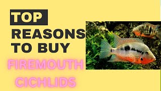 Reasons to buy firemouth cichlids [upl. by Euginom24]