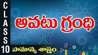 అవటు గ్రంథి  10th Class Biology  Digital Teacher [upl. by Gosser102]