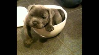 Blue english staffordshire bullterrier puppy [upl. by Nauqed277]