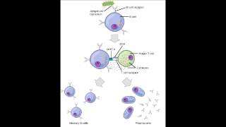 Antigen Type amp Memory  Thymus Independent amp Thymus Dependent [upl. by Roee95]