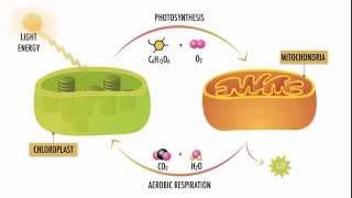 Photosynthesis and Respiration [upl. by Anagnos818]