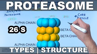 Proteasome  Types and Structures [upl. by Merrel]