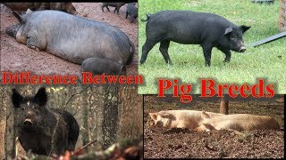 What Is The Different Types Of Pigs [upl. by Minnaminnie]