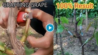 How to graft grape vines [upl. by Edyth]