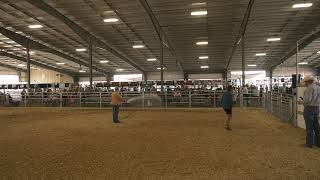 Umatilla County Fair 2024  4HFFA Market Steer Show [upl. by Assirac]