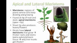 Plant Structure and Growth  Modifications IB Biology [upl. by Keisling276]