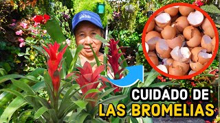 COMO cuidar tus BROMELIAS para que siempre esten HERMOSAS  ABONO para bromelias [upl. by Ferriter374]