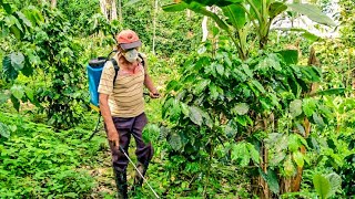 Fumigación Para El Control De Hierva o Maleza En El Cultivo De Café [upl. by Petigny]