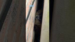 The gopher is hiding between the walls in the backyard gopher wildlife nature backyardanimals [upl. by Senzer416]