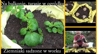 Sadzimy ziemniaki w workach Na balkonie tarasie w ogrodzie [upl. by Gian78]