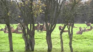 Time Out Walks Book 1 Walk 34 Balcombe to East Grinstead Part 1 71110 [upl. by Atsok]