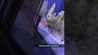 reef lobster vs decorator crab or pokemon battle in the HI Friends salt water tank [upl. by Aiynat18]