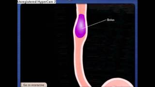 peristaltic movement of oesophagus for project [upl. by Parsons]