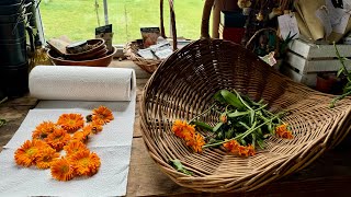 Step 1 to making calendula salve drying the flowers [upl. by Ikaz324]