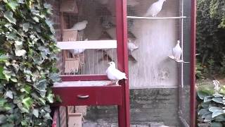 Witte postduiven white Dutch racing pigeons [upl. by Adrahs]