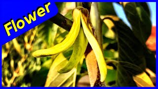 Cherimoya Tree Pollination Tips [upl. by Deeanne677]