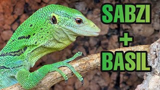 DREAM LIZARD UPDATE  Green Tree Monitors Varanus prasinus [upl. by Athene134]