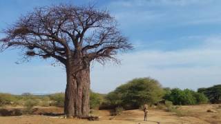 Hunting with Bushmen in Tanzania Lake Eyasi Bushmen Buschmänner in Afrika [upl. by Ycniuqed]