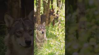 The Secret Life of Wolf animals animalsfacts wolf [upl. by Keane852]