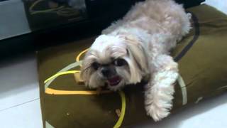 Sassy the psychotic Shih Tzu [upl. by Asihtal223]