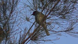 Australasian Figbird [upl. by Rotce]