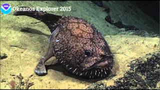 NOAA Ocean Explorer Okeanos Angler Fish Sladenia shaefersi 4292015 [upl. by Ahtinak]