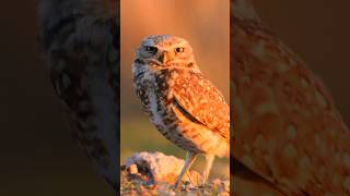 Burrowing owl setting on its nest [upl. by Akcirre]