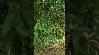 आम के पेड़ को ये क्या हो गया 🤔 Malformation in Mango tree [upl. by Navi]