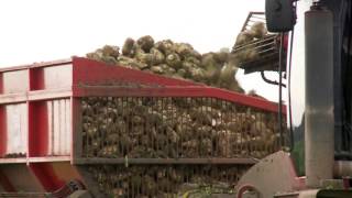 Richard Western Beet Chaser Driven by Ruffles [upl. by Cobbie]