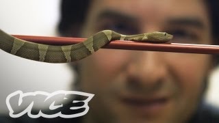 Comment Response Getting High Injecting Snake Venom [upl. by Lindie]