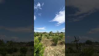 Short vid clip 125 sinturis farm 17 hectares price 700 per sqm [upl. by Yv]