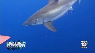 Large great white shark swims right by Florida Keys fishermen [upl. by Beverlie779]