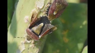 Bessenschildwants Dolycoris baccarum paring [upl. by Garihc]