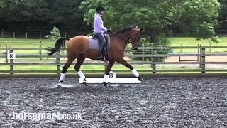 Dressage Different types of trot [upl. by Aneled]