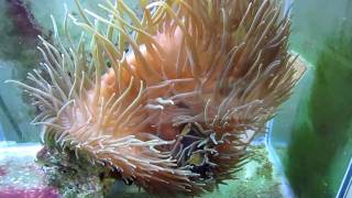 How to get your Clownfish to host an Anemone [upl. by Lisandra]