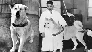 Hachiko  A True Story Of A Dogs Love For His Master Hindi [upl. by Yebba]